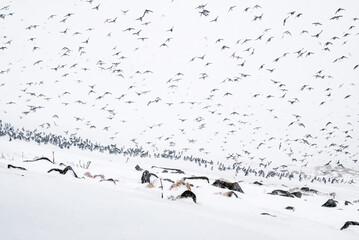 Least Auklets (Aethia pusilla) at colony in early spring snowstorm at St. George Island, Pribilof Islands, Alaska, USA
