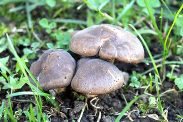 wild mushroom in the grass