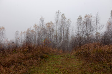 Obraz na płótnie Canvas Autumn foggy mystical forest, fantasy autumn forest landscape. Late autumn birch forest in thick fog. 