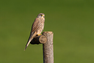 Ein Falke auf einer Ansitzstange mit grünem Bokeh und Blickrichtung nach rechts 