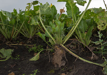 Sugarbeet on a field, gnawed by mice or rabbits