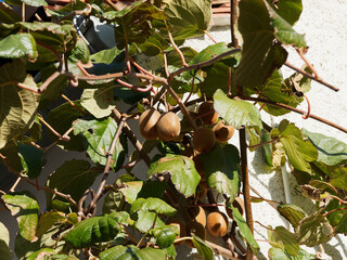 (Actinidia deliciosa) Actinide de Chine, arbuste grimpant aux fruits les kiwis pendants sous des...