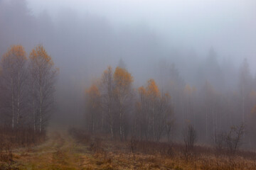 Obraz na płótnie Canvas Autumn foggy mystical forest, fantasy autumn forest landscape. Late autumn birch forest in thick fog. 