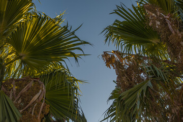 Fototapeta premium palm tree detail