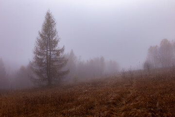 Autumn foggy mystical forest, fantasy autumn forest landscape. Large larch trees in thick fog on a background of forest.
