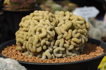 The Brain Cactus (Mammillaria elongata cristata) is a cactus Shaped like a brains in a pot.  Closeup 