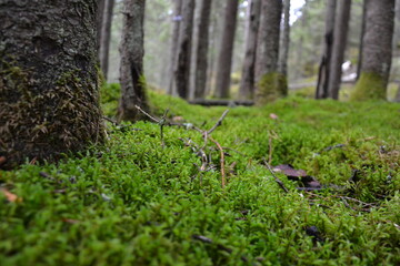 Moos im Wald