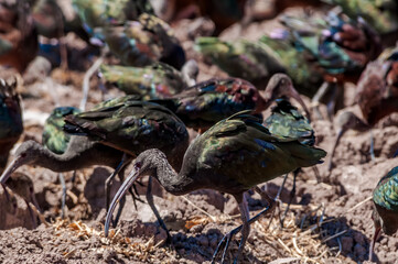White-faced Ibises (Plegadis chihi) in Salton Sea area, Imperial Valley, California, USA
