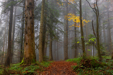 Autumn foggy mystical forest, fantasy autumn forest landscape. Carpathian coniferous fir forest in autumn with thick fog, fantastic mystical effect.

