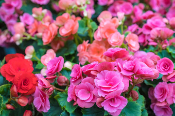 Many multi-colored flowers of Elatior begonia. View from above. Selective focus. Beautiful floral background.
