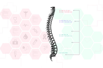 3d illustration human vertebral column