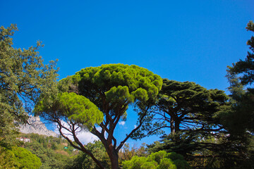 trees in the forest