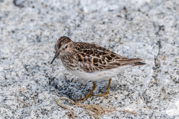 Migrating Least Sandpiper (Calidris minutilla) at Chowiet Island, Semidi Islands, Alaska, USA