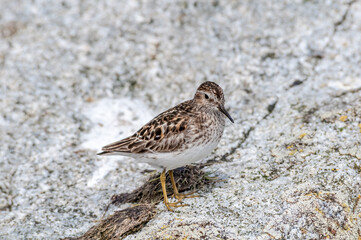 Migrating Least Sandpiper (Calidris minutilla) at Chowiet Island, Semidi Islands, Alaska, USA