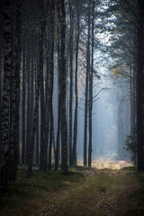 Mystical mood in the woodland. Contrasts in a pine forest - foggy landscape on a sunny day. Mazury region, Poland. Selective focus on the tree trunks, blurred background.