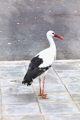 Stork bird colorful painting looks like picture.