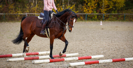 Horse with rider at work with trotting bars on the riding arena..