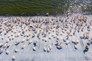Migrating Pelicans mega colony in a large water reservoir, Aerial image.