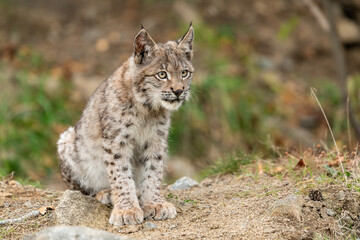 Lynx in green forest with tree trunk. Wildlife scene from nature. Playing Eurasian lynx, animal behaviour in habitat. Wild cat from Germany. Wild Bobcat between the trees