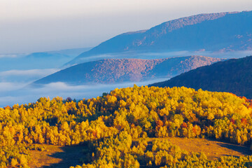 cold morning fog with golden hot sunrise in the valley of Carpathian mountain range. green grass...
