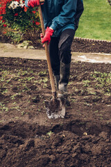 temporary worker struggles with a spade to make a large enough groove for manure, which will...
