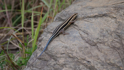 Five-lined skink on a rock