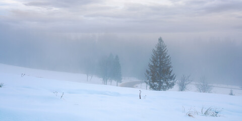 forest on a snow covered slope. trees in hoarfrost. mysterious foggy weather in the morning. beautiful winter scenery