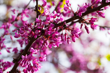 Close up of flowering Judas tree (Cercis siliquastrum)