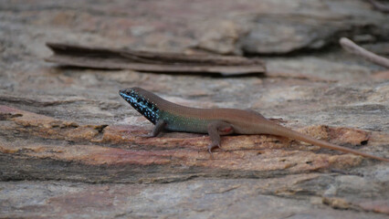 Five-lined skink on a rock