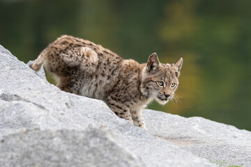 Lynx in green forest with tree trunk. Wildlife scene from nature. Playing Eurasian lynx, animal behaviour in habitat. Wild cat from Germany. Wild Bobcat between the trees