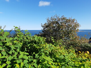 Aussicht mit Bäumen und Sträuchern auf Nordsee, Helgoland