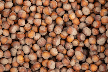 Lots of hazelnuts. Soft, natural lighting