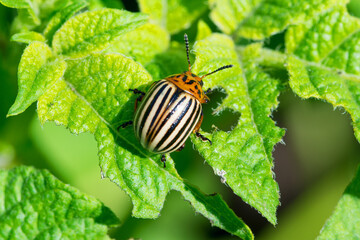 Colorado beetle on potato leaves Leptinotarsa decemlineata