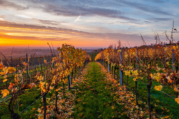 Fototapeta premium vineyard in autumn