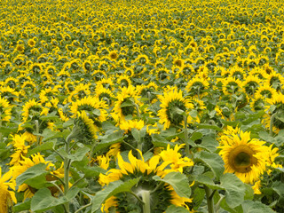 Obraz premium Field of blooming yellow sunflowers to horizon