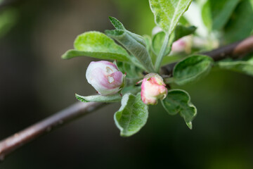 Obraz na płótnie Canvas apple-tree branch affected by a flower-dweller