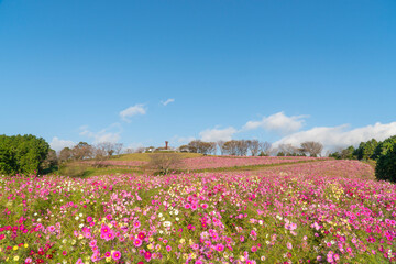 長崎県諫早市　白木峰高原に咲く秋桜