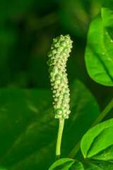 long pepper on tree