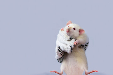 funny cute white rat looking on gray background
