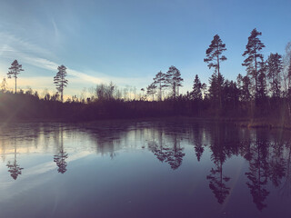 Pine trees reflection on the lake, evening lake background