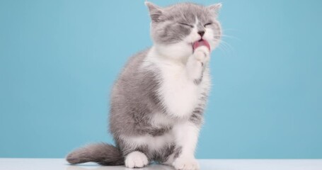 adorable British shorthair baby cat sticking out tongue, licking and cleaning paws, sitting on blue background in studio