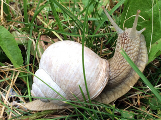 Snail with horns and light brown spiral shell climbing on green leaf side view