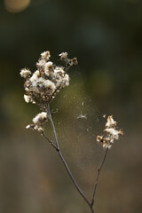 Web on a flower