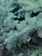 Fir tree branches background