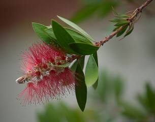 Flower of a bottle brush tree