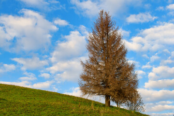 An autumnal spruce in a meadow with blue sky and clouds