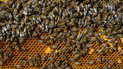Bees in a comb producing honey, selective focus shot on bees