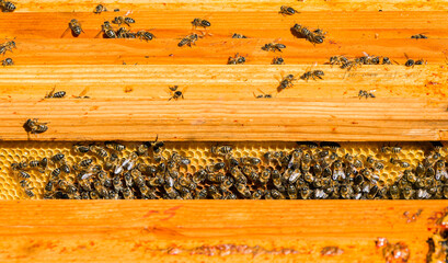 Bees in a comb producing honey, selective focus shot on bees