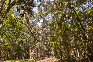 Fototapeta premium Wormsloe