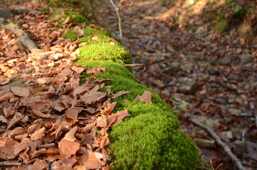 Beskid Makowski (9) © lbuczynski1